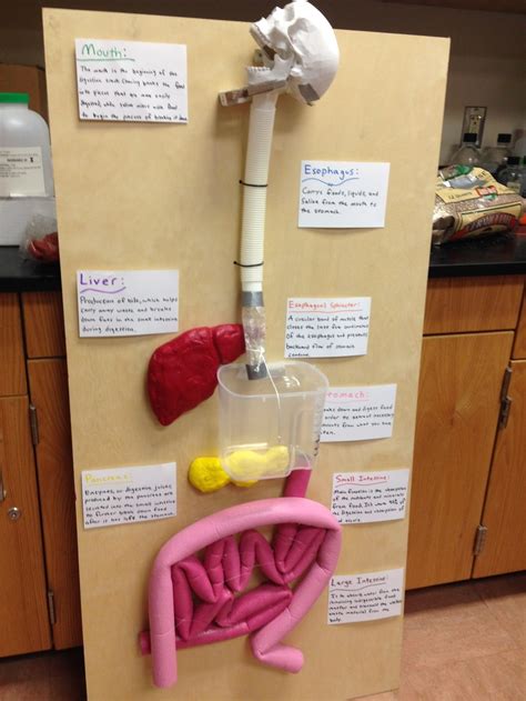 Digestive System Project Digestive System Project Human Body Systems