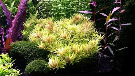 Limnophila Aromatica Mini Planted Aquarium Live Aquarium Plants