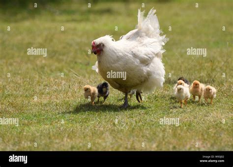 Mother Hen And Chicks Hi Res Stock Photography And Images Alamy