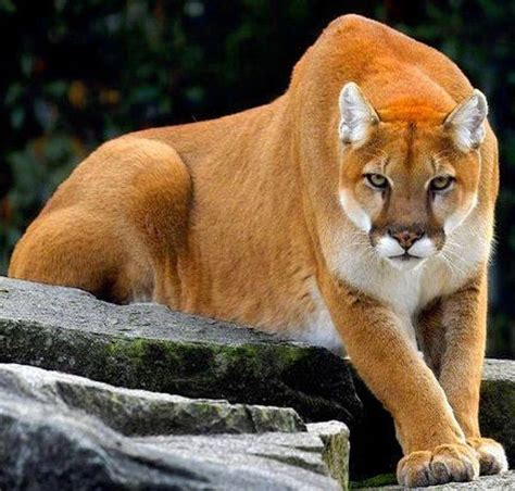 Cougar Puma Mountain Lion Big Cats Pinterest