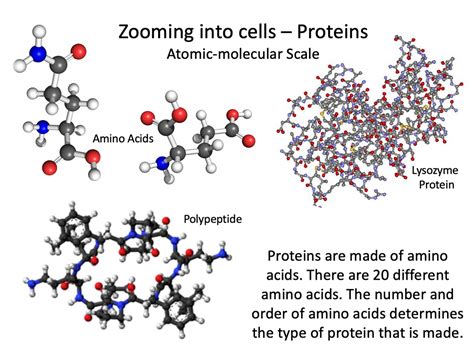 Che Cosa Sono Le Biomolecole - Biomolecules - WELCOME