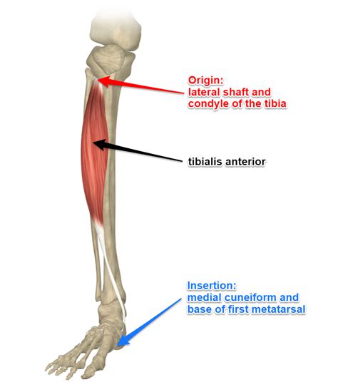 Tibialis Anterior Muscle Geelong Myotherapy And Wellness Centre