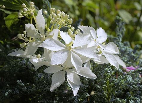 Hydrangea Paniculata Die Rispenhortensie Bridal Veil