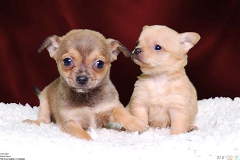 Chihuahua Puppy Wallpapers Wallpapersafari