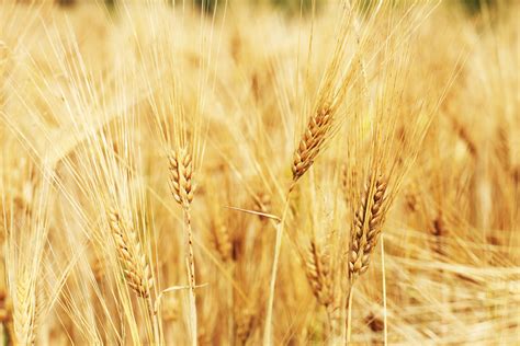 Grass Plant Field Barley Wheat Grain 1289668 Jenn Campus