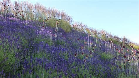 Direkt nach der blüte ist es für den lavendel zeit, wieder in form gebracht zu werden: 36 HQ Images Wann Schneide Ich Lavendel / Lavendel Jetzt ...