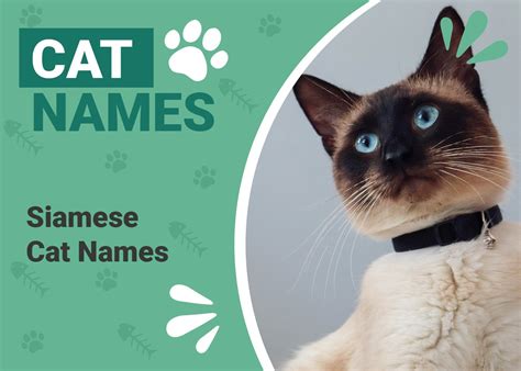 210 Siamese Cat Names Ideas For Sassy Felines Catster