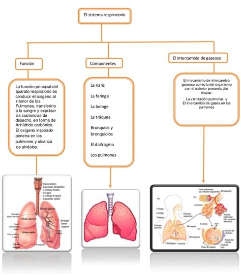 Mapa conceptual del sistema respiratorio Guía paso a paso