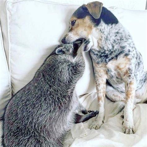 Strange Animal Friendships That Prove Love Is Blind Rockedbuzz Dog