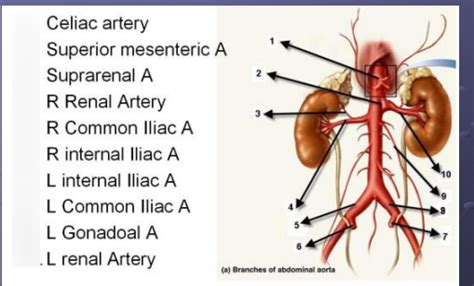 Ascending Aorta Branches Diagram Quizlet