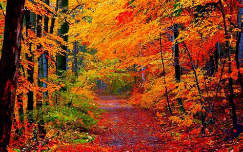 Autumn Forest Path Hd Wallpaper Background Image 2560x1600 Id