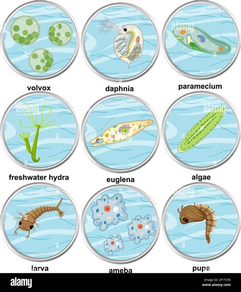 Conjunto De Diferentes Tipos De Organismos Unicelulares Ilustración