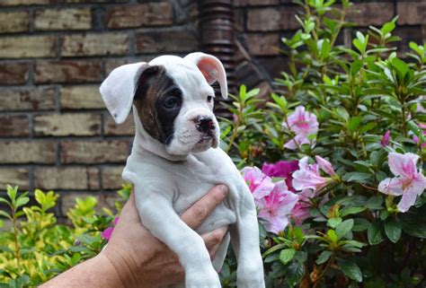 Bishops Boxers White Boxer Puppies Are Available In South Carolina
