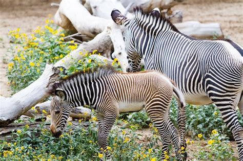 Premium Photo Grevys Zebras Is Most Endangered Of Species Of Zebra