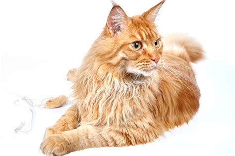 About The Maine Coon Tabby Mix Orange That Cuddly Cat
