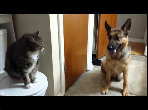 High Prey Drive GSD Learning To Get Along With Cats - YouTube
