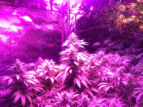 Pin By Hemptech On Plants Grown In The Growdroid Plants Plant