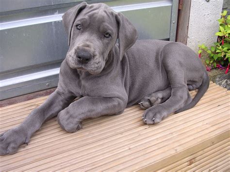 Baby Blue Blue Great Dane Puppies Great Dane Puppy Cute Puppies Dogs