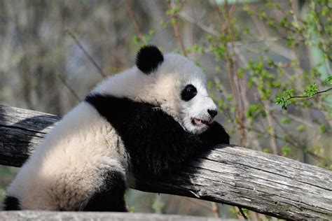 Fu Bao Likes The Weathe Zoo Vienna By Jutta Kirchner On 500px Panda