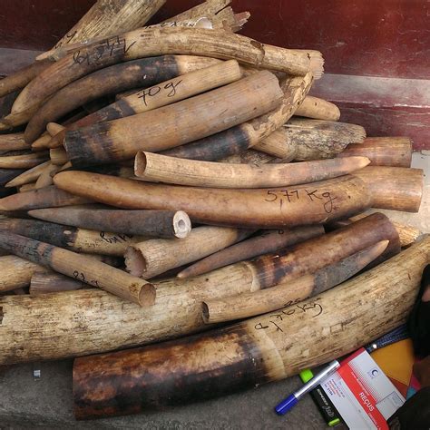Large Ivory Seizure Exposes Scale Of Trafficking Networks In Central