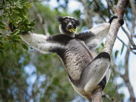 More Than 90 Of Lemurs Face Extinction Iucn Warns Environment The