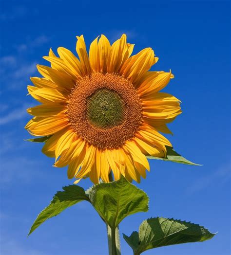 Cultivo Y Cuidados Del Girasol Amante Del Sol Como Pocas