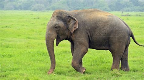 Elephants Earths Largest Living Land Animals Plugon