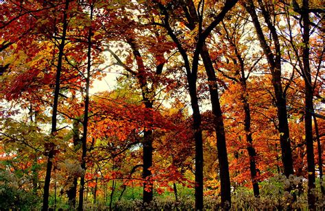 Bright Bold Autumn Colors Photograph By Rosanne Jordan Fine Art America