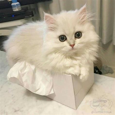 Pinterest Stylixhprincess Follow For More Cute Kittens