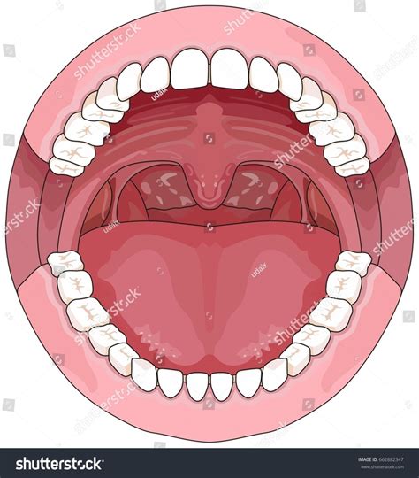 Figure 491 Label The Major Features Of The Mouth Diagram Quizlet