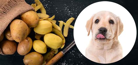 Potatoes are rich in vitamin c, vitamin a, vitamin b6, zinc, magnesium. Can Dogs Eat Potatoes Cooked, Raw, Or Mashed?