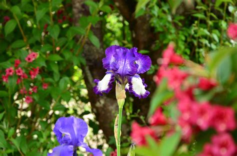 Un iris bicolore - Le blog de Marsuline