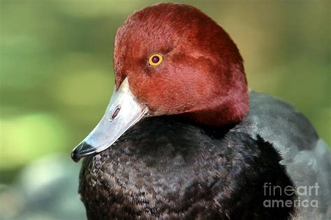 Redhead Duck Photograph By Randy Matthews