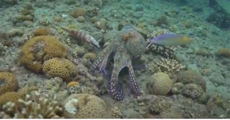 Video Octopus Punching Fish