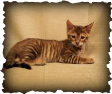 Kittens For Sale TOYGERS KITTENS TICA REGISTERED A DOMESTIC CAT