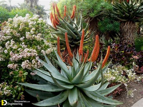 23 Different Types Of Aloe Vera To Grow In Containers Engineering