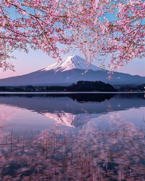 Beauty And Harmony Of The Sakura And Mount Fuji Japan Landscape