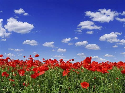 1600x1200 1600x1200 Poppies Herbs Field Sky Clouds Nature