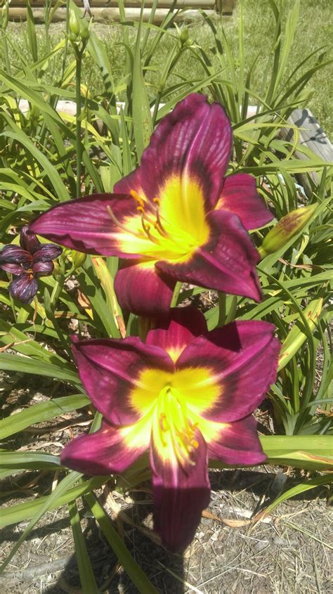 Photo Of The Bloom Of Daylily Hemerocallis Night Beacon Posted By
