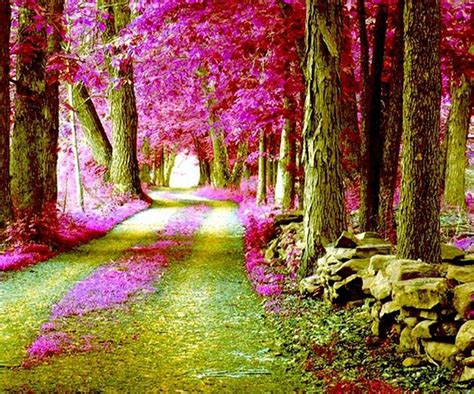 Pink Forest Spring Tree Beautiful Scenery Photography Tree Wallpaper