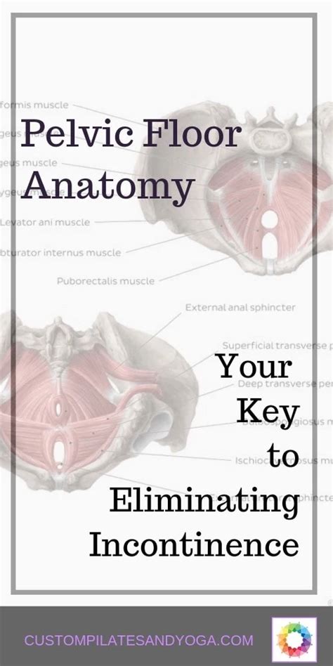 Pelvic Floor Anatomy Diagram