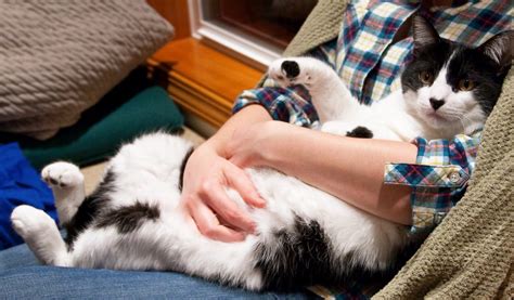Following some simple tips can help both you and your cat relax during their regular manicure sessions. How to Cut Your Cat's Nails at Home | A Complete Guide