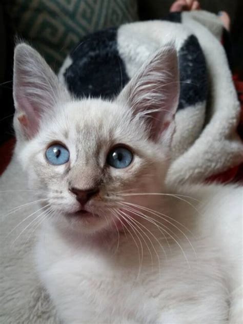 12 Things You Need To Know About Lilac Point Siamese Cat Story The