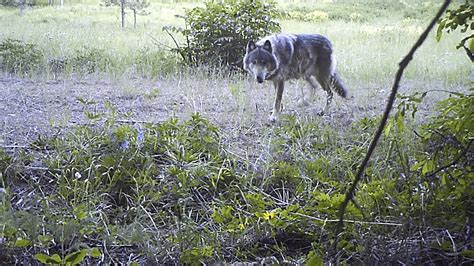 The Life And Legacy Of Washingtons Oldest Wolf Defenders Of Wildlife