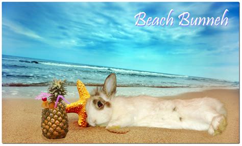 Pin By Lauren White On Lucy Bunbun The Chewy Furby Bunny Beach Bunny