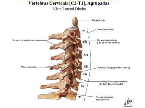 Anatomia Coluna Cervical
