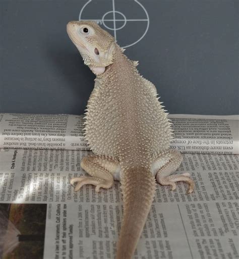 15 Awesome Bearded Dragon Morphs With Pictures Species Guide