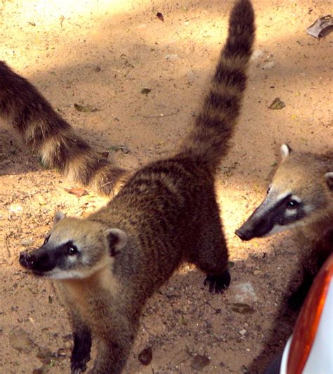 Raccoon Like Animals In Tijuca Forest Doc 10 Flickr