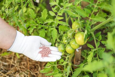 A Complete Guide To Fertilizing Tomato Plants