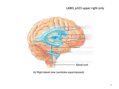 Ventricles Of The Brain Right Lateral View Diagram Quizlet